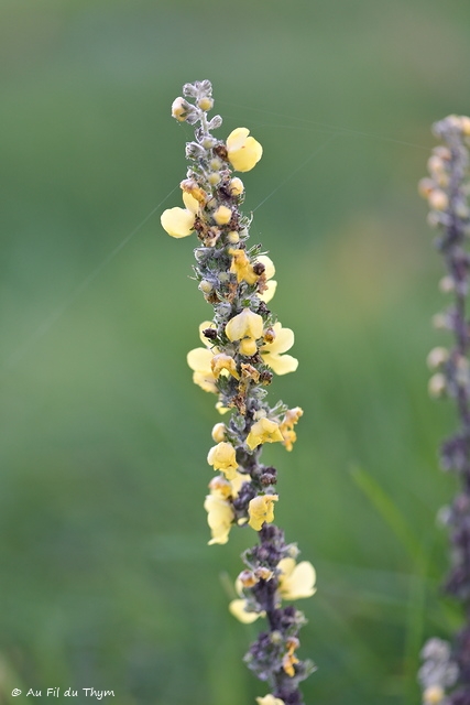 Photographie Plante