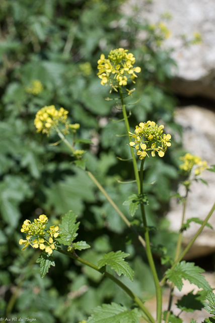 Photographie Plante