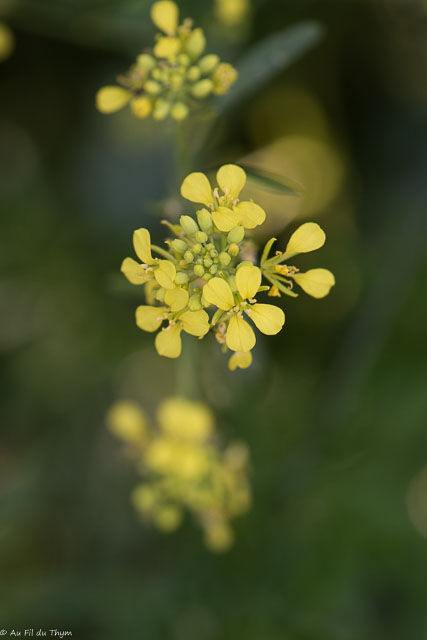 Photographie Plante