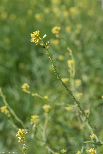 Photographie Plante