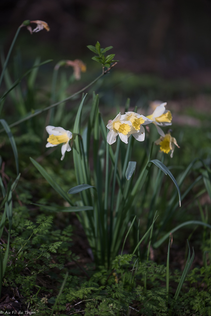 Photographie Plante