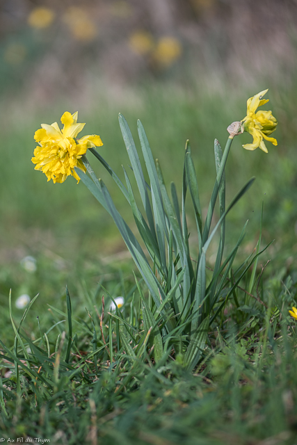 Photographie Plante