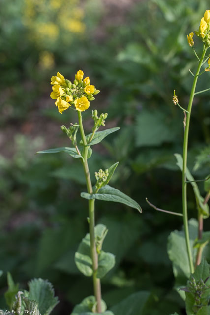 Photographie Plante