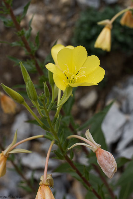 Photographie Plante