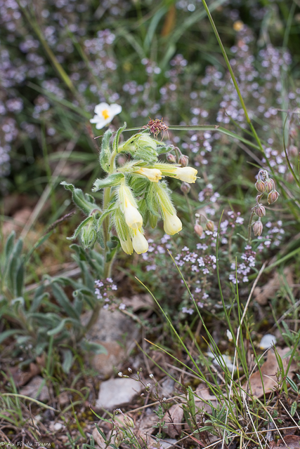 Photographie Plante