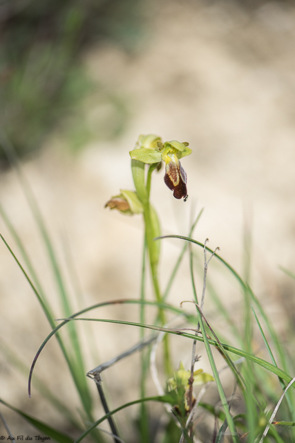 Photographie Plante