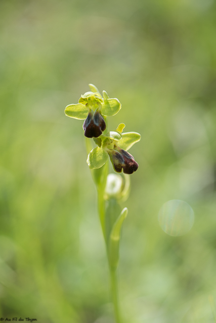 Photographie Plante