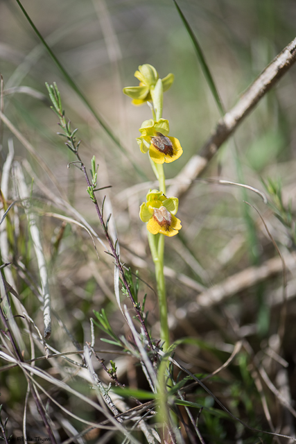 Photographie Plante