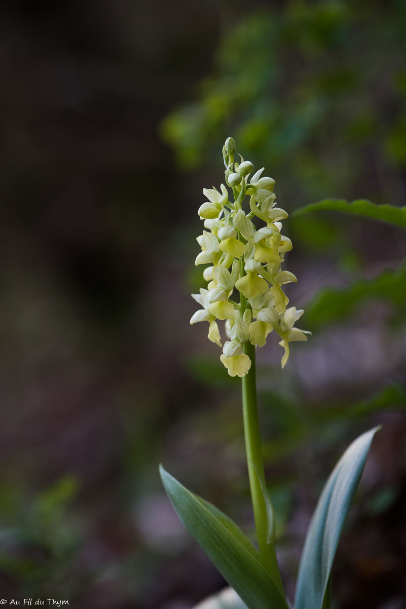Photographie Plante