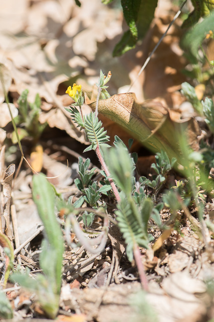 Photographie Plante