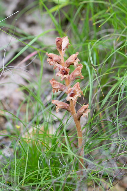 Photographie Plante
