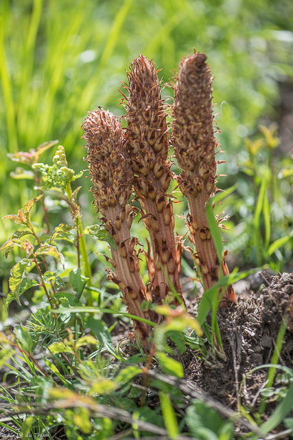 Photographie Plante