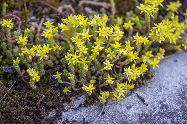 Photographie Plante