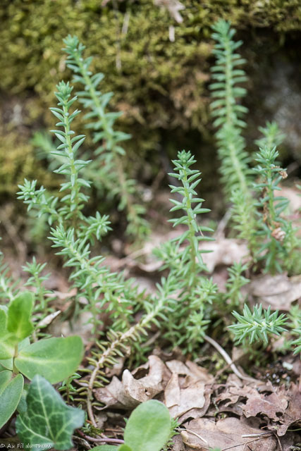 Photographie Plante