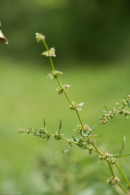 Photographie Plante