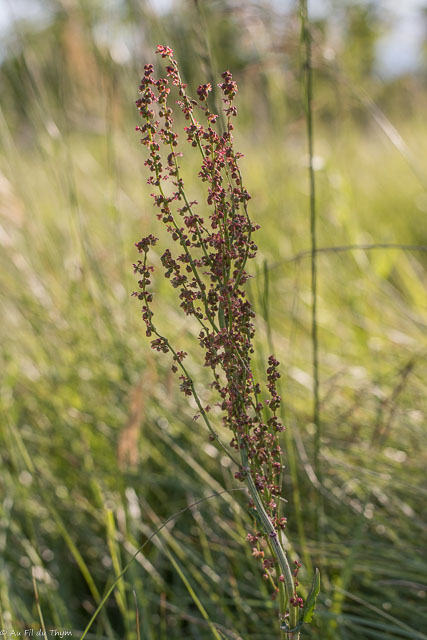 Photographie Plante