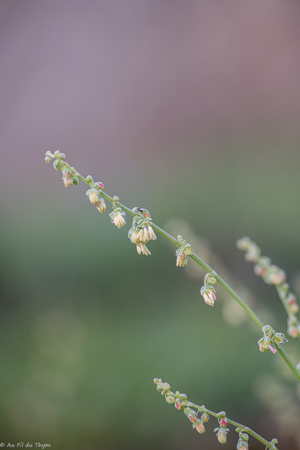Photographie Plante