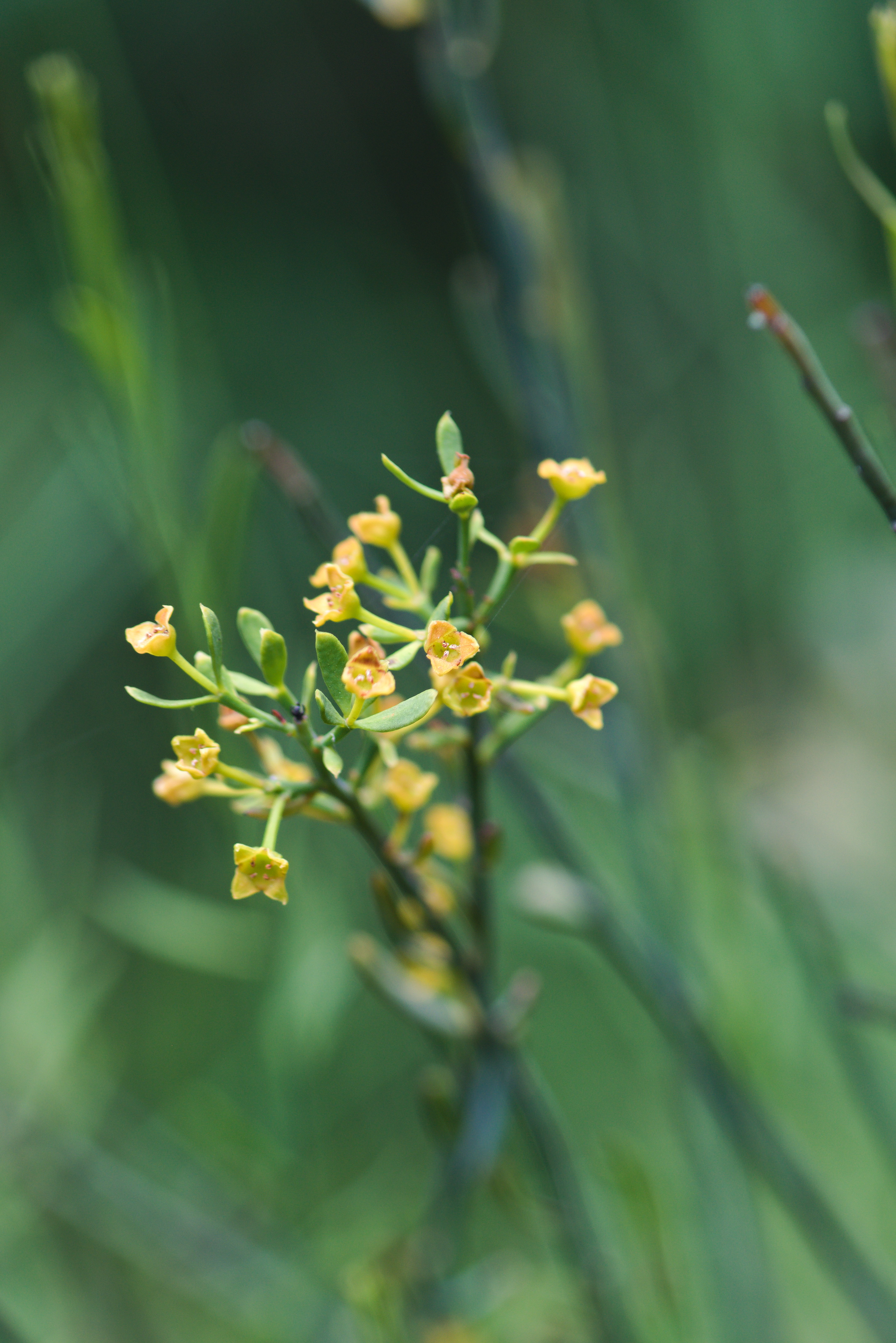 Photographie Plante