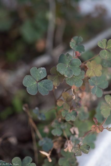 Photographie Plante