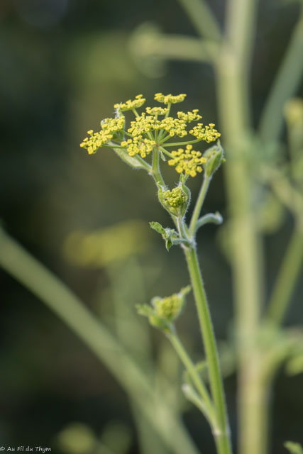 Photographie Plante