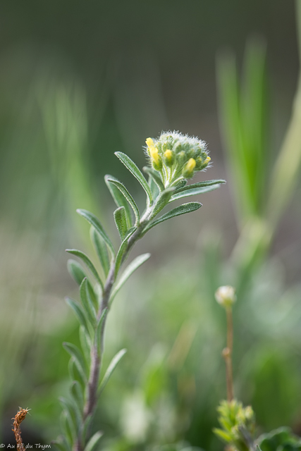 Photographie Plante