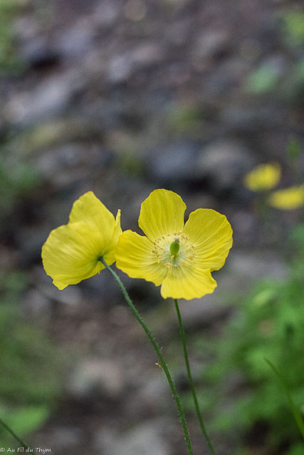 Photographie Plante