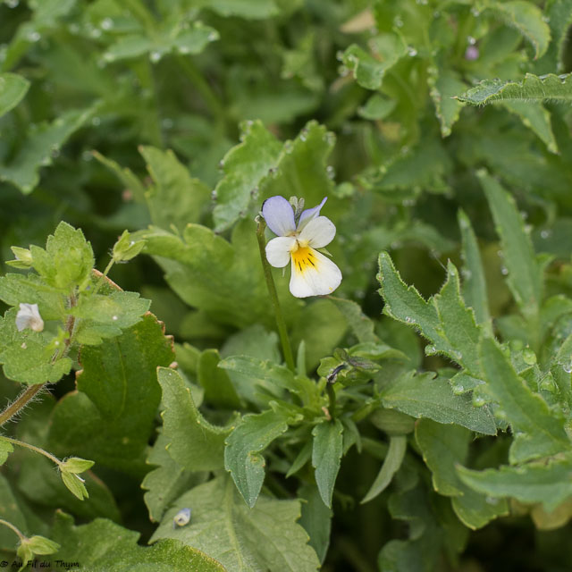 Photographie Plante