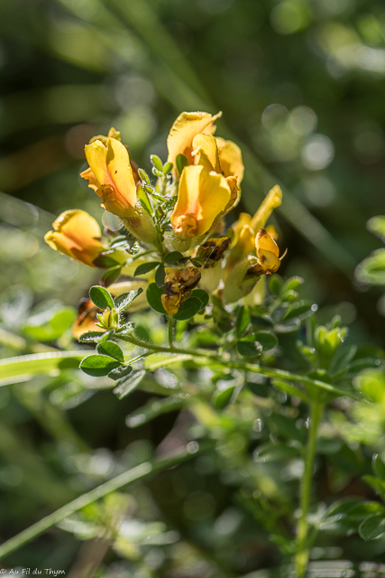 Photographie Plante