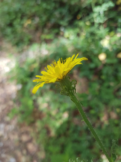 Photographie Plante