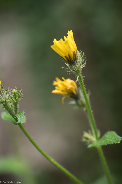 Photographie Plante