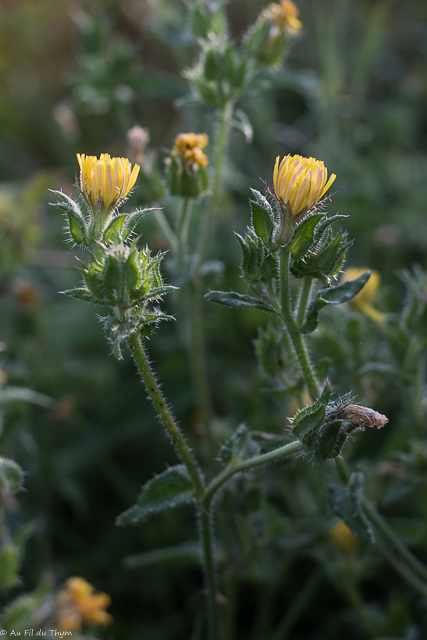 Photographie Plante