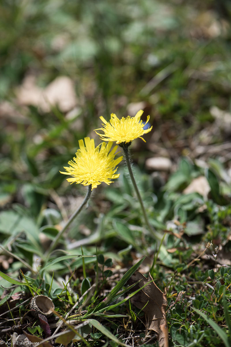 Photographie Plante