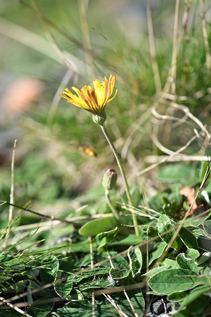Photographie Plante