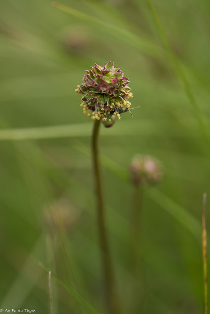 Photographie Plante