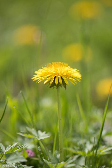 Photographie Plante