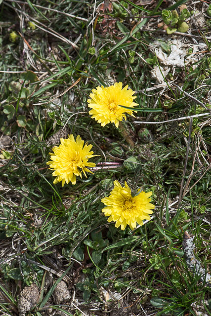 Photographie Plante