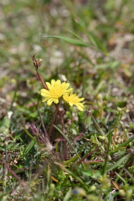 Photographie Plante