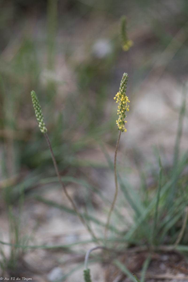 Photographie Plante