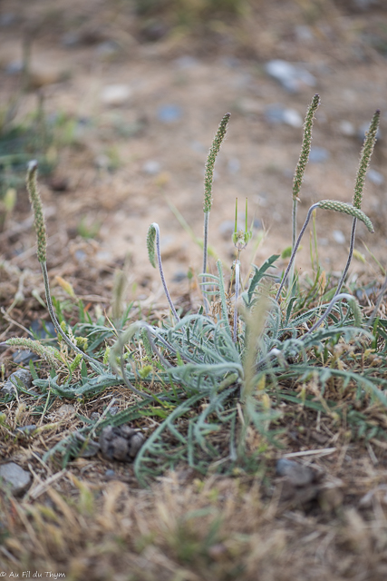 Photographie Plante