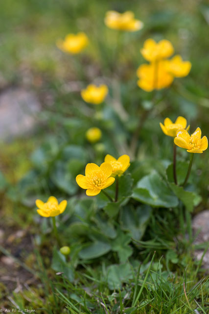 Photographie Plante