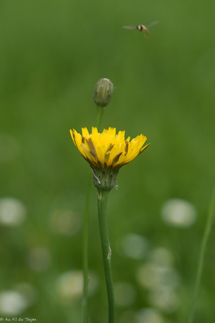 Photographie Plante