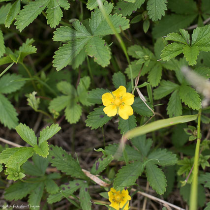 Photographie Plante