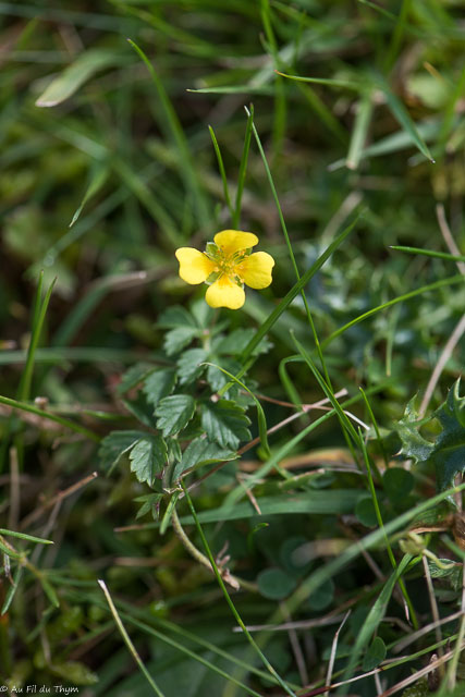 Photographie Plante
