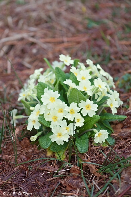Photographie Plante