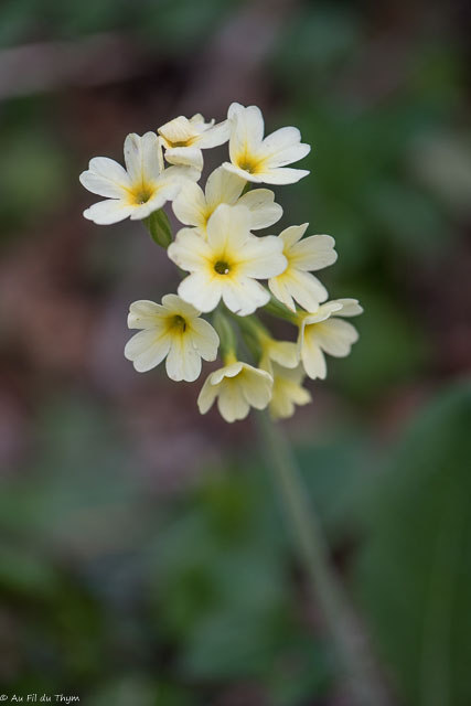 Photographie Plante