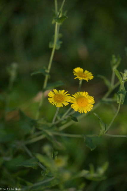 Photographie Plante