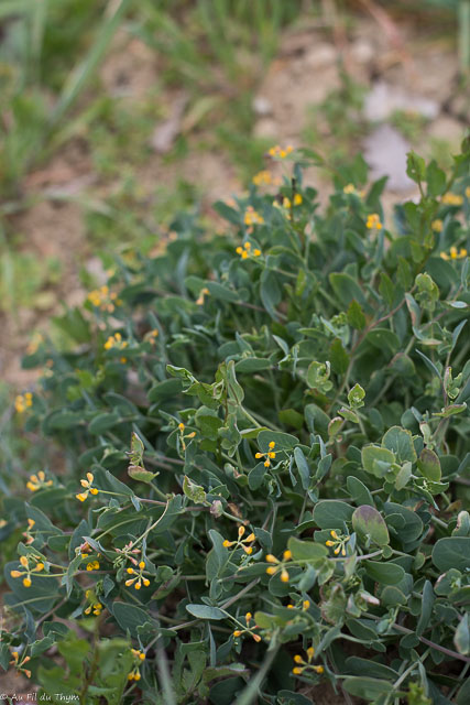 Photographie Plante