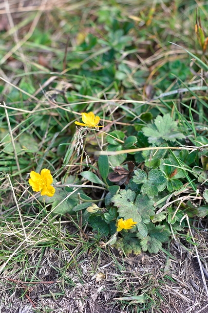 Photographie Plante