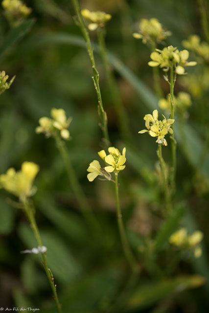 Photographie Plante