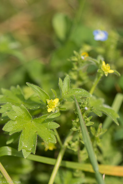 Photographie Plante